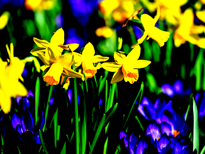 Daffodils and purple crocuses.