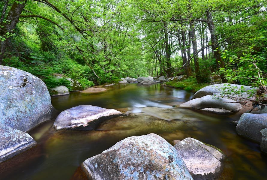 River with overhanging trees.